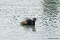 1311Rg70_DSC07165r_DxO_GF