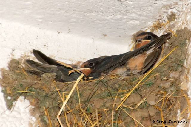 1311Rh38_DSC09899r_dxo_GF.jpg - Hirondelle rustique (Château Montmorency à Montigny en Ostrevent)