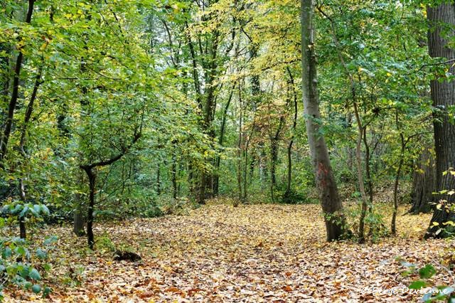 1311Rj06_DSC08147a_DxO_GF.jpg - Bois de Lewarde
