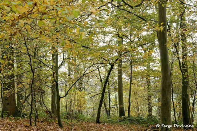 1311Rj08_DSC08150a_DxO_GF.jpg - Bois de Lewarde