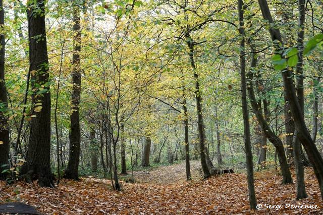 1311Rj10_DSC08151a_DxO_GF.jpg - Bois de Lewarde