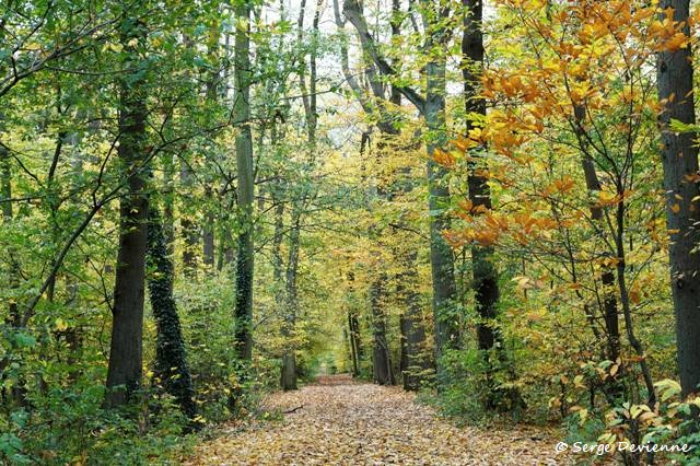 1311Rj12_DSC08154a_DxO_GF.jpg - Bois de Lewarde