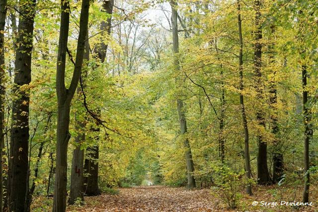 1311Rj14_DSC08155_GF.jpg - Bois de Lewarde
