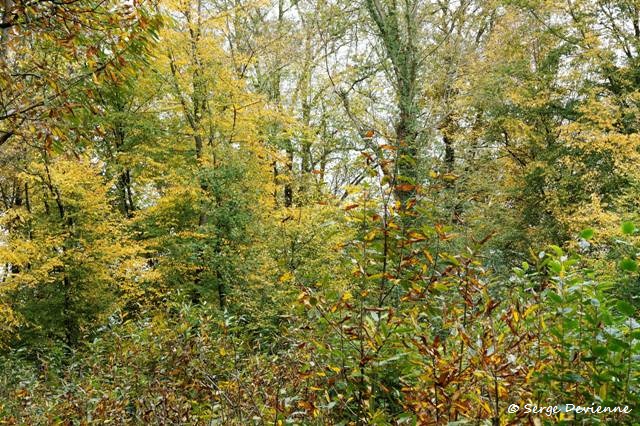 1311Rj22_DSC08164a_DxO_GF.jpg - Bois de Lewarde