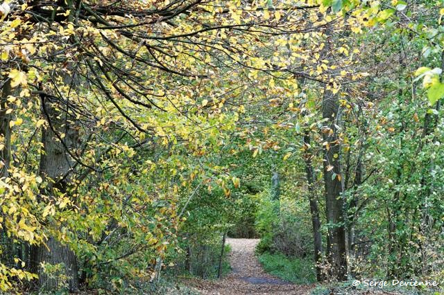 1311Rj28_DSC08183a_DxO_GF.jpg - Bois de Lewarde