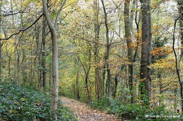 1311Rj38_DSC08206a_DxO_GF.jpg - Bois de Lewarde