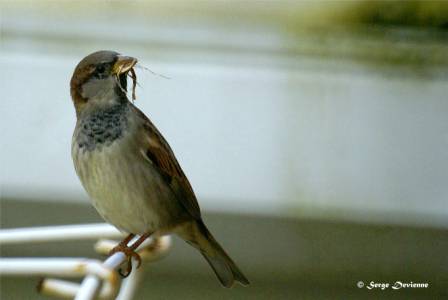 GOmod_DSC07999ddtx.jpg - Moineau domestique