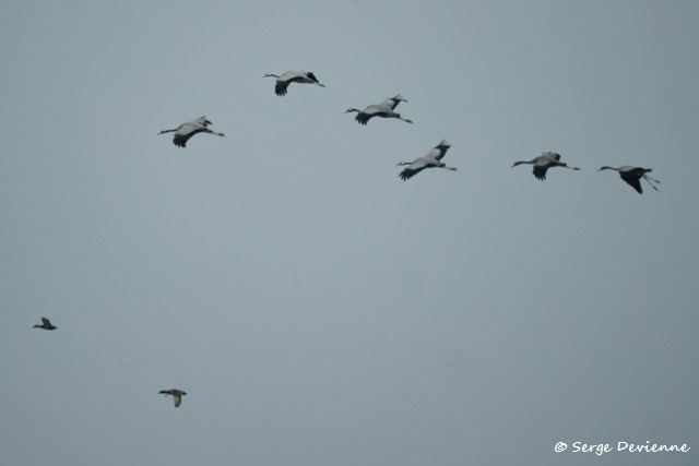 e07_DSC07407r_DxO_GF.jpg