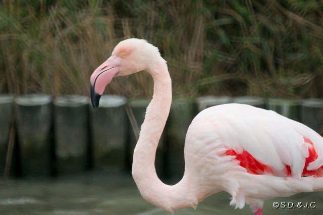 05_Camargue-093.jpg - Flamant rose