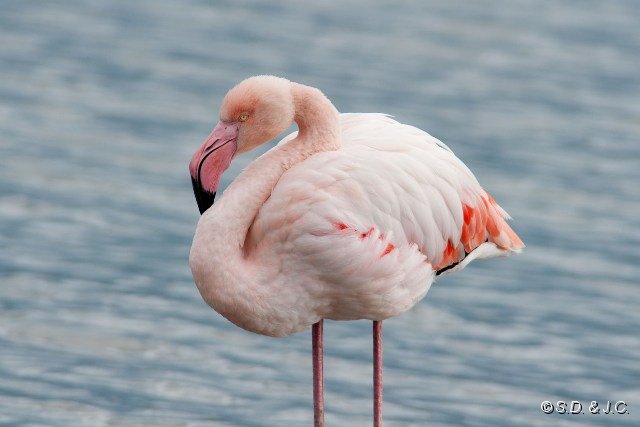 05_Camargue-105.jpg - Flamant rose