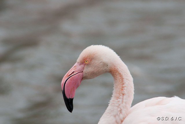 07_Camargue-095.jpg - Flamant rose