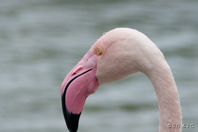 07_Camargue-122.jpg - Flamant rose