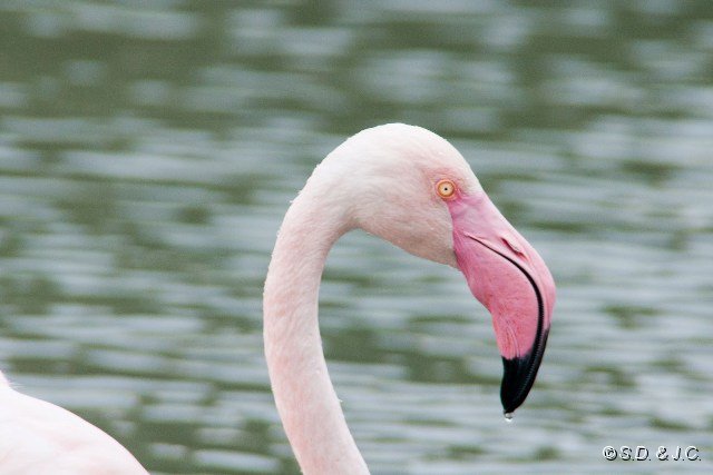 07_Camargue-123.jpg - Flamant rose