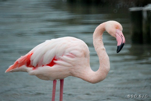08_Camargue-094.jpg - Flamant rose