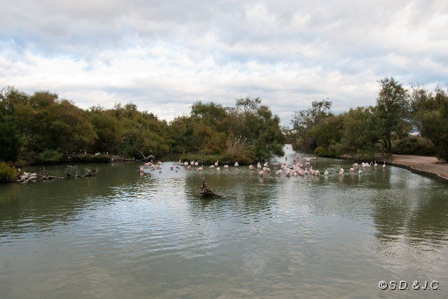 30_Camargue-126.jpg - Parc Ornithologique de Pont de Gau - Saintes Maries de la Mer