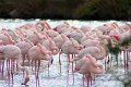 02_Camargue-089