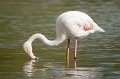 05_Camargue-087