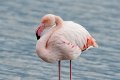 05_Camargue-105