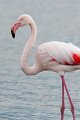 05_Camargue-106