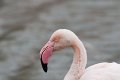 07_Camargue-095