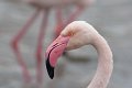 07_Camargue-098