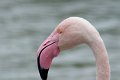 07_Camargue-122