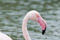 07_Camargue-123