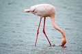 08_Camargue-090