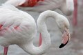 08_Camargue-091