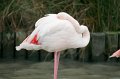 08_Camargue-092