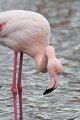 08_Camargue-096