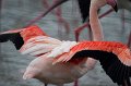 09_Camargue-101