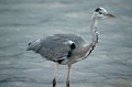 20_Camargue-102
