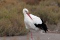 21_Camargue-107