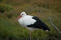 21_Camargue-108