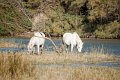 30_Camargue-143