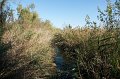 30_Camargue-149