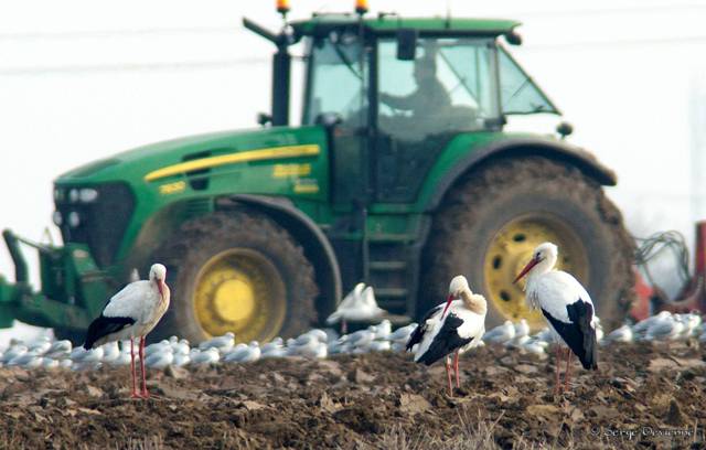 DSC07632r2tx.jpg - Un matin, elles suivaient un « laboureur » au milieu des mouettes et goélands dans un champ.  (4/1/2011)