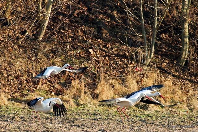 DSC07723fr_DxOtr.jpg - Masny - cavalier du Blanc Cul (5/1/2011)