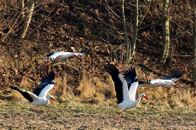 DSC07724nr_DxOtr.jpg - Masny - cavalier du Blanc Cul (5/1/2011)