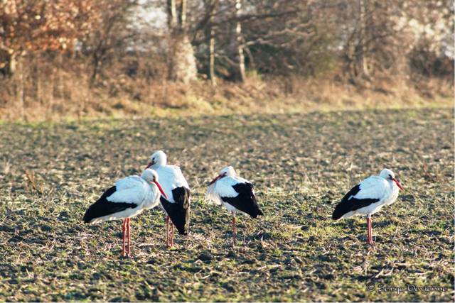 DSC07733rt.jpg - Un autre jour, au soleil levant, elles se réchauffaient, le long du cavalier du Blanc Cul à Masny coté route Nationale. (5/1/2011)