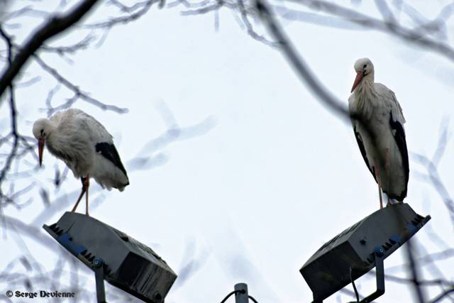 x51_DSC08363_DxOmtx.jpg - Sur un lampadaire du Centre Sita - Lewarde (17/1/2011)