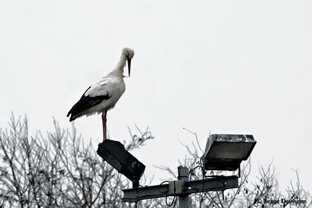 x51_DSC08392_DxOt.jpg - Sur un lampadaire du Centre Sita - Lewarde (17/1/2011)