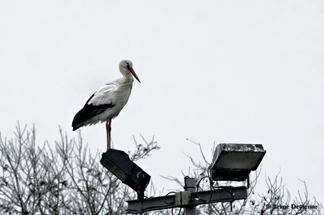 x51_DSC08396_DxOt.jpg - Sur un lampadaire du Centre Sita - Lewarde (17/1/2011)