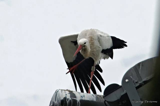 x52_DSC08265_DxOt.jpg - Sur un lampadaire du Centre Sita - Lewarde (17/1/2011)