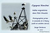 00_cigogne_titre2_GF