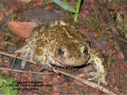 GFbat_DSCN6628dtxw.jpg - Crapaud calamite