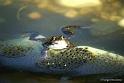 bagb_DSC04804