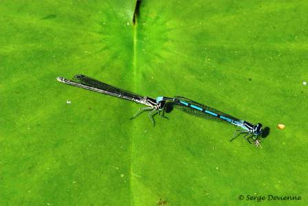 ilag_DSC06374d.jpg - Agrions  jouvencelles  (demoiselles)