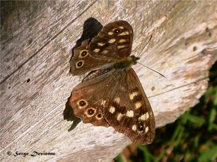 ipti_DSCN2100dtx.jpg - Papillon Tircis